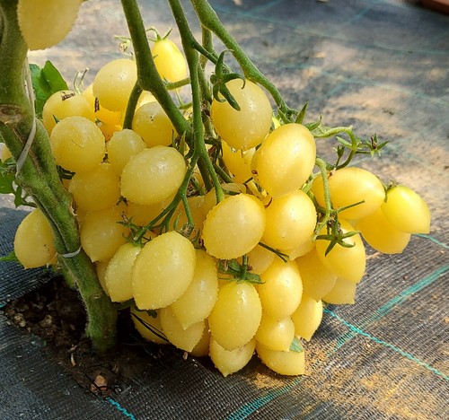 Tomatensamen usa - (7+, samen);