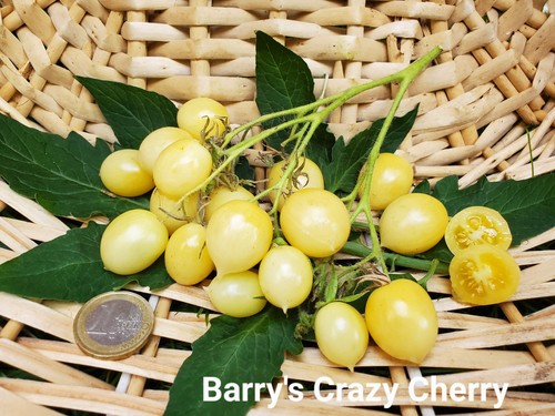 Barry crazy cherry tomaten - barry’s,