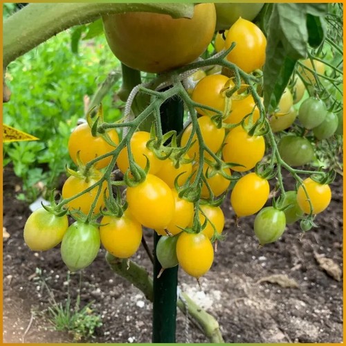 Tomate barry crazy - tomate, 20