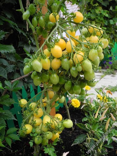 Barry crazy cherry tomate - barry's,
